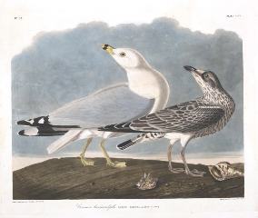 Ring-billed Gull